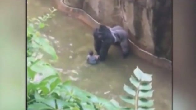 gorile petface