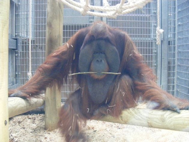 Orangutan petface