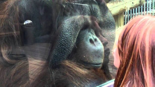 Orangutan petface