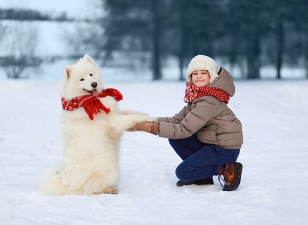 Psi vole sneg petface