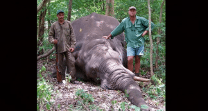 ubio slon petface