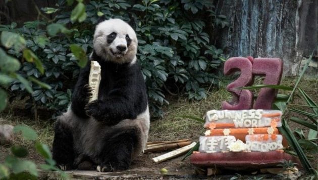 najstarija panda na svetu petface
