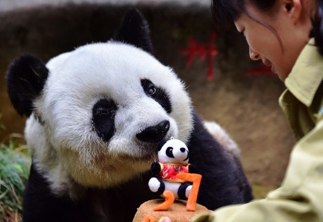 najstarija panda na svetu petface