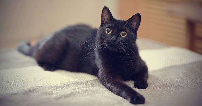 crne mačke petface