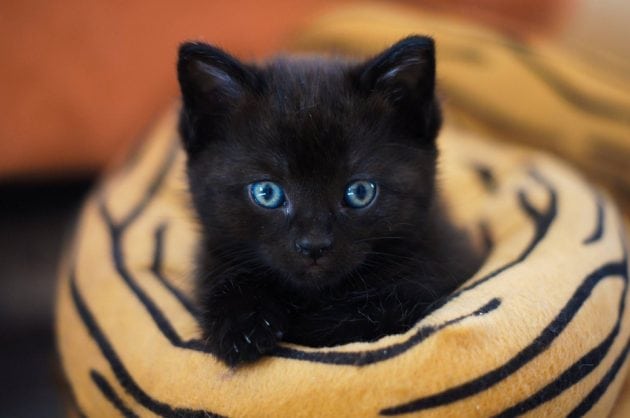 crne mačke petface