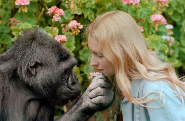 gorila Koko petface