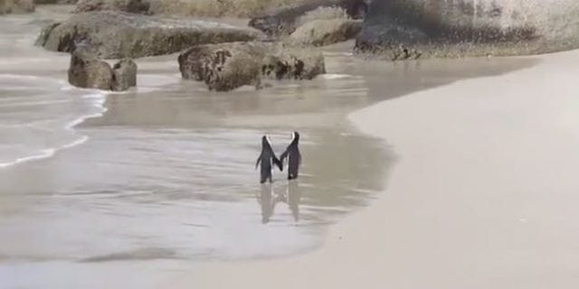 pingvini petface