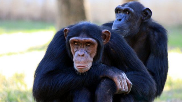 politicari vs simpanze petface