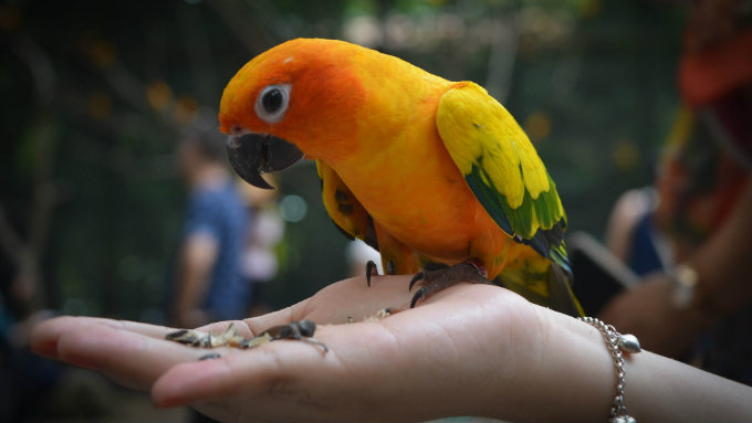 papagaj nevoljan petface