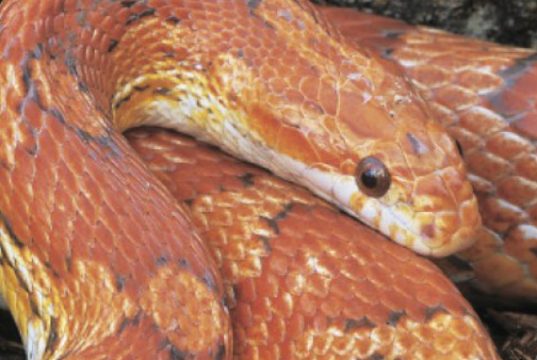 pet najpopularnijih zmija