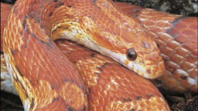 pet najpopularnijih zmija
