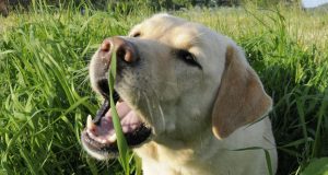 zašto-pas-jede-travu petface