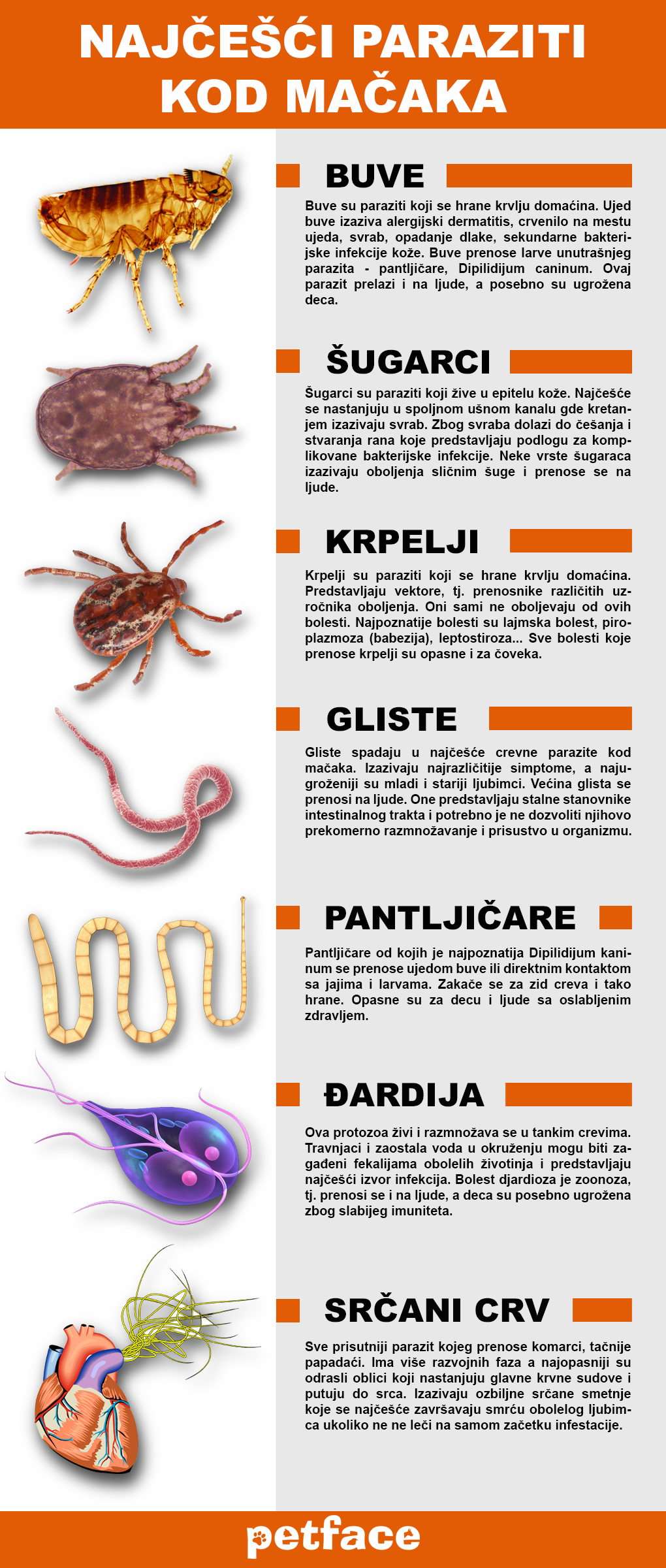 paraziti kod macaka slike