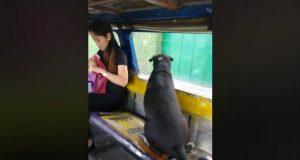 pas koji voli autobuse petface