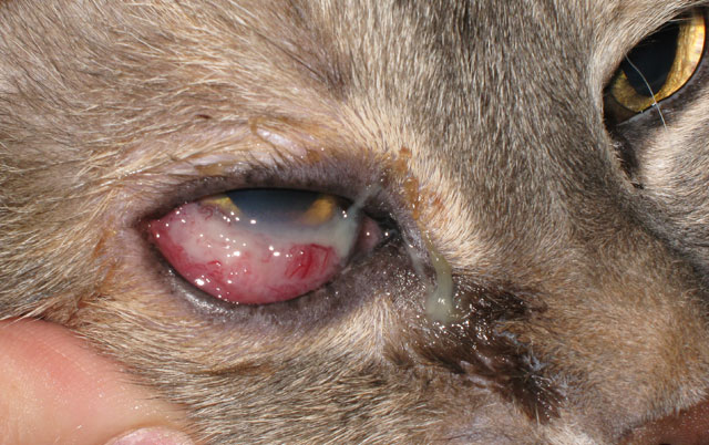 Paraziti u krvi kod pasa, Crevni paraziti kod pasa simptomi. kako dolgo se znebite črvov