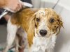 kako kupati psa petface