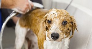 kako kupati psa petface