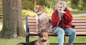 psi za starije osobe petface