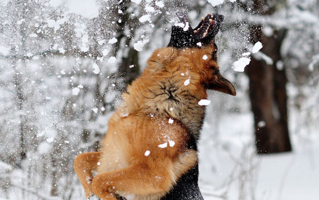 zasto psi jedu sneg petface