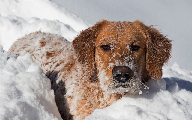 zasto psi jedu sneg petface