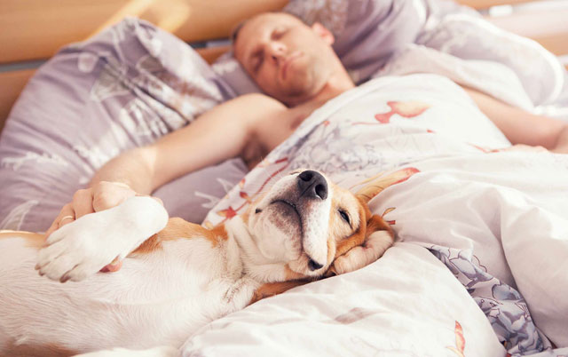 spavate sa svojim psom petface