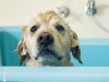 kupanja psa petface