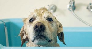 kupanja psa petface