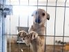 azil za pse u Bačkoj Palanci petface