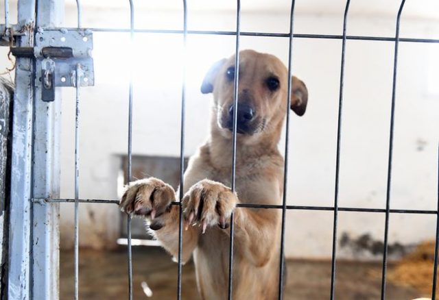 azil za pse u Bačkoj Palanci petface