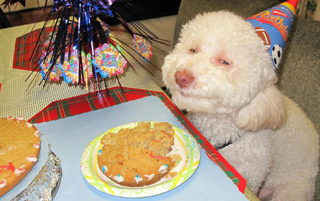 proslavite rodjendan svog psa petface