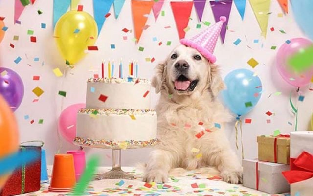 proslavite rodjendan svog psa petface