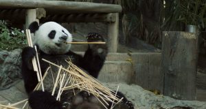 pande dobijaju nacionalni park petface