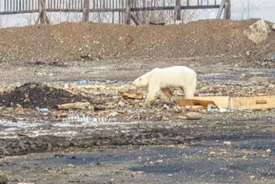 izgladneli polarni medved petface