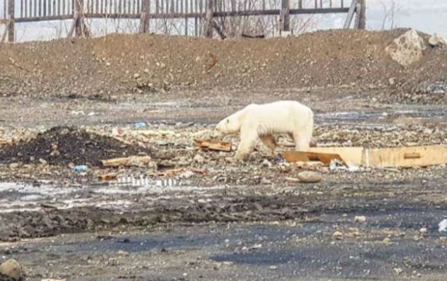 izgladneli polarni medved petface