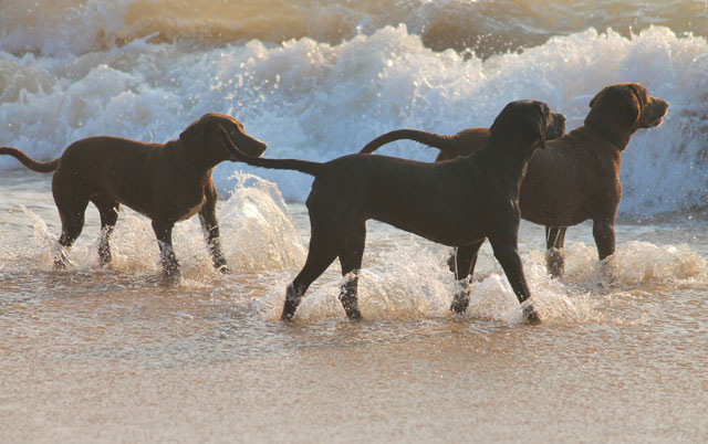 psi na plazi petface
