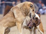 zasto se psi tuku petface