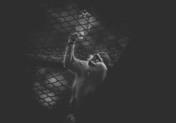 jezive fotografije iz zoo vrta petface