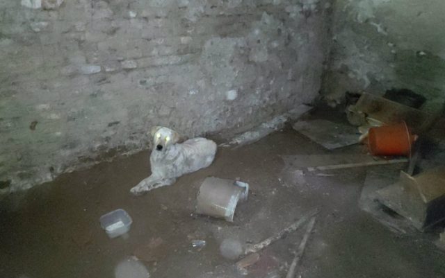 pas zarobljen u podrumu petface