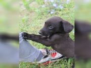 moli da ga neko udomi petface