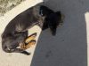 najdepresivniji pas beograda petface