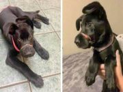 zlostavljan zato sto je lajao petface