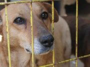 pas koji pati zatovren petface