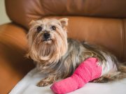 povrede mekih tkiva kod pasa petface