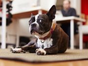 ljubimaca na radnom mestu petface