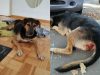 pronađen pas sa ogromnom povredom petface