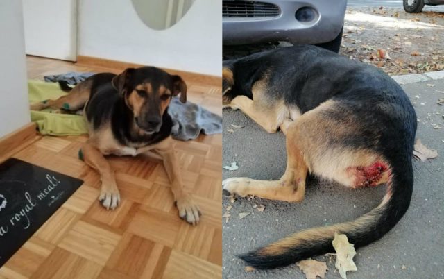 pronađen pas sa ogromnom povredom petface