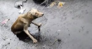 teško povređen pas na kiši petface