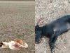 ubijeni psi u martincima petface