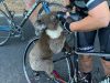 koala zaustavila bicikliste petface