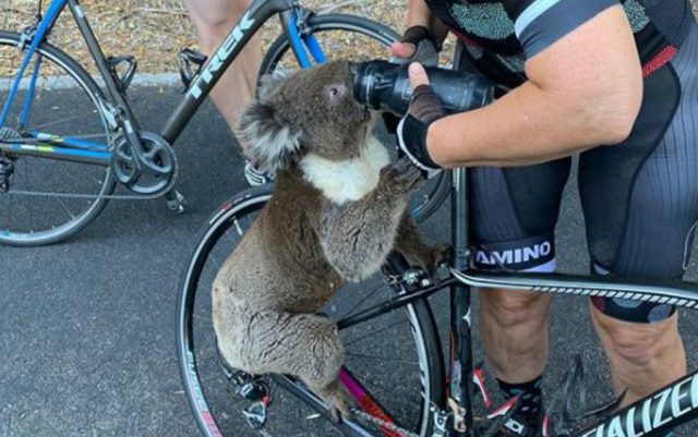 koala zaustavila bicikliste petface